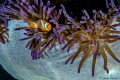   Beautiful colors surround this Spinecheek Anemonefish Raja Ampat. Ampat  